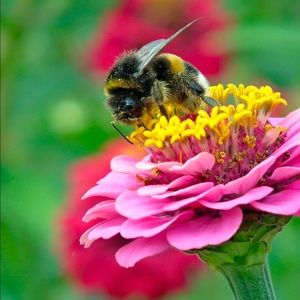 Meet your Posher, George